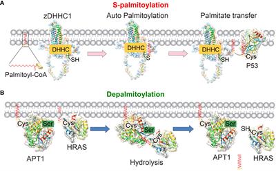 Protein S-palmitoylation modification: implications in tumor and tumor immune microenvironment